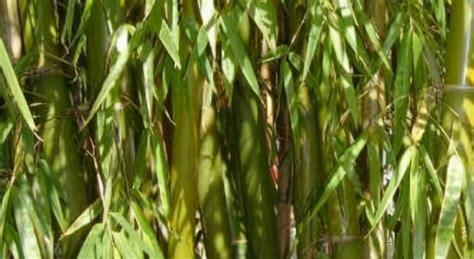 平安竹的养殖方法和注意事项 - 百度图片搜索新买的带根平安竹养了三天叶子就黄了怎么办?