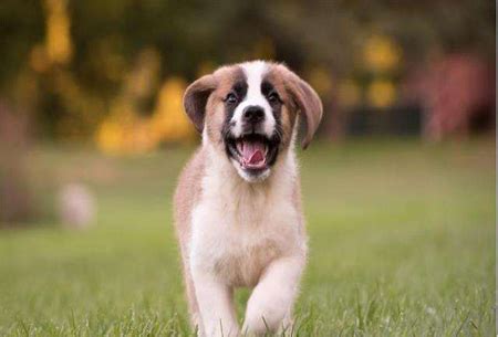 2018年属狗的宝宝几月出生最好