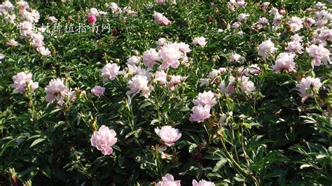 白芍花怎么用