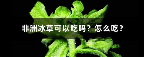 非洲冰草 究竟是什么东西