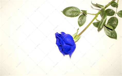 蓝色妖姬是一种什么样的玫瑰花?