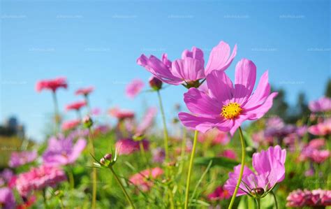 格桑花种子种植方法