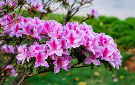 贵阳在鲜花在哪里进货 贵阳鲜花在哪里批发?