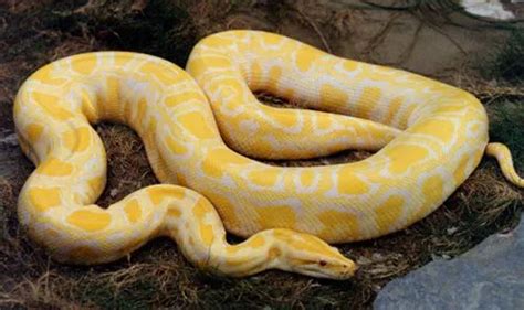 黄金蟒蛇的资料像在动物园那种的