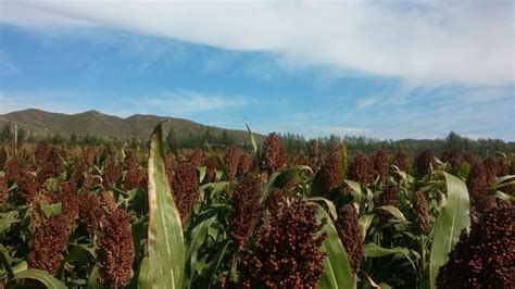 高粱生长的短句