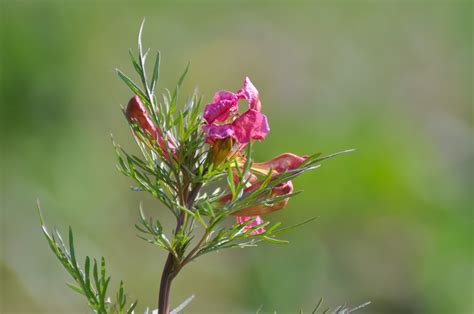 茼蒿指的是什么菜?