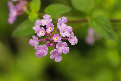 紫花马缨丹的花语是什么?