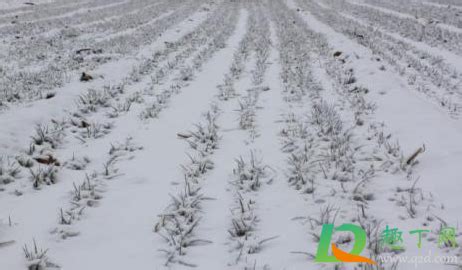 北方下雪会冻坏房顶吗