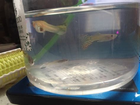 怀孕可以吃石头鱼吗