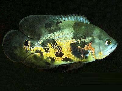 地图鱼_可爱的小鱼作文300字（摘抄7篇）