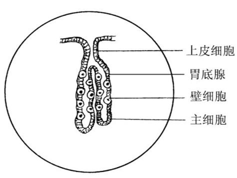男胚和女胚的形状