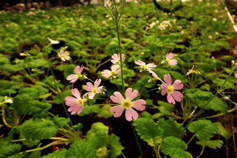 樱花草是什么？