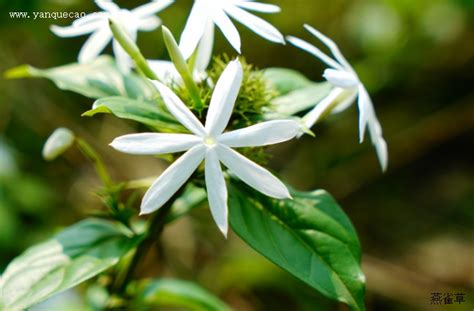 经常喝素馨花有害处么