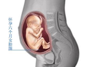 怀孕14周胎儿在肚子什么位置