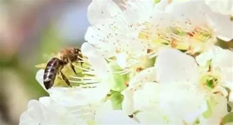 什么是异花授粉?