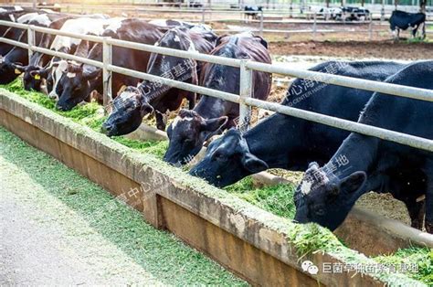 海豚草是一种什么植物,学名是什么?