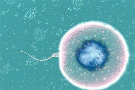冷冻胚胎移植后需要注意些什么