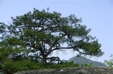 那一株松树……-植物作文500字(精选4则)