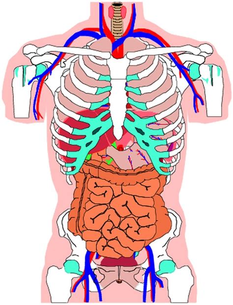 女性人体器官解剖学讲解什么
