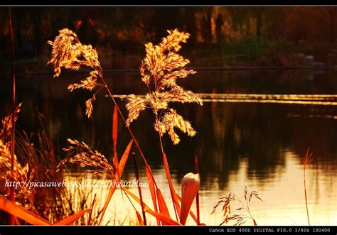 第一次去植物园-写景作文【合集8篇】