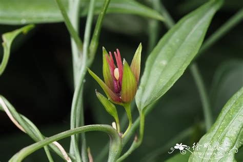 图片园林植物名称?