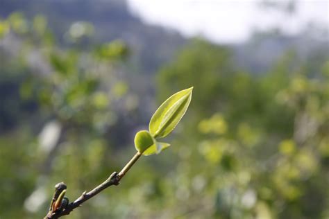 野生的金花茶树是移植不了的吗?