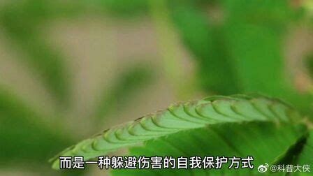 含羞待放意思 字典意思