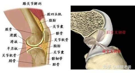 胸膝位示意图