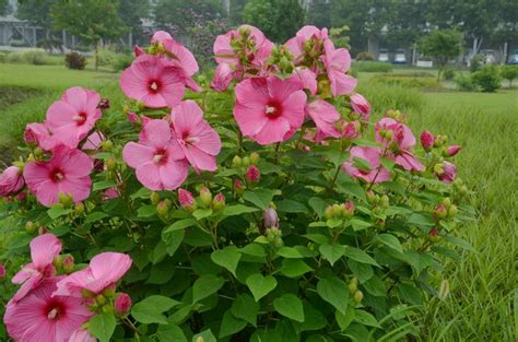 芙蓉花种类