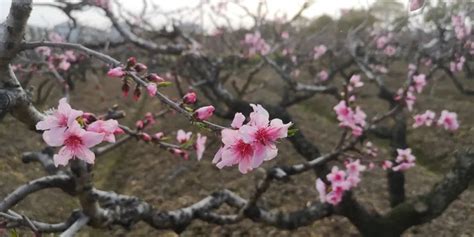 一颗小桃树150字缩写