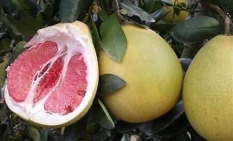 种金兰柚有市场前景吗?
