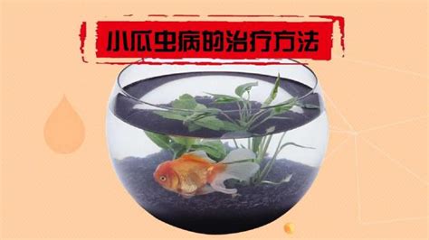 我的熱帶魚身上起了白點(diǎn) 我改怎么辦?