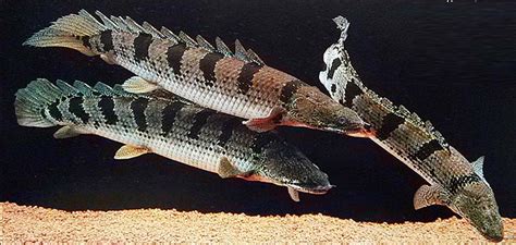 恐龍魚怎樣養(yǎng)