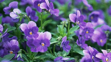 紫罗兰花的寓意是什么!