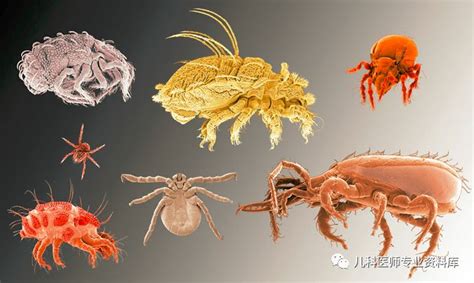 滿婷青花椒系列產(chǎn)品除螨效果好不好?