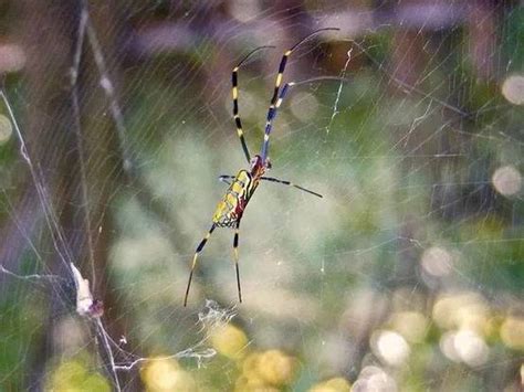 读《圈住的蜘蛛》有感-观后感作文500字（优秀8篇）
