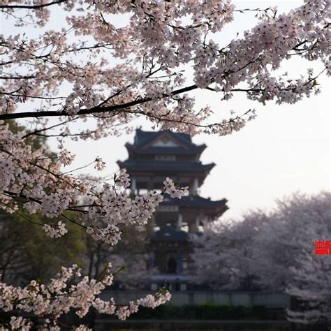 游鼋头渚-游记作文500字[精选5则]