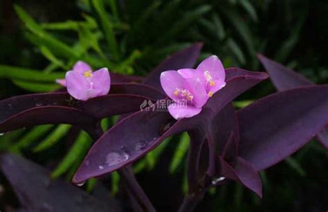 紫鸭跖草怎么养 紫鸭跖草的养殖方法