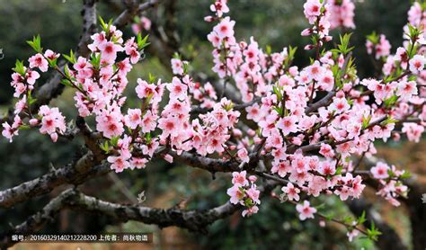 锦州那里的桃花开的好?成片的准备点照片~ 谢谢 补充 :桃花能开到什么时候?