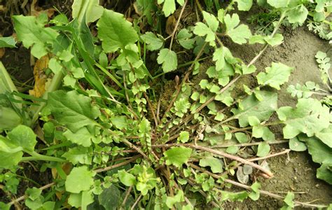 野生荠菜图片