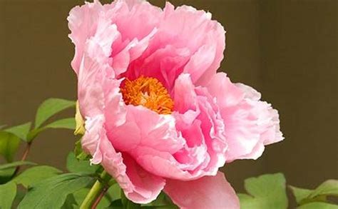 那些花儿_关于花的作文900字[共计5篇]