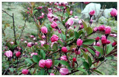 垂丝海棠什么季节开花