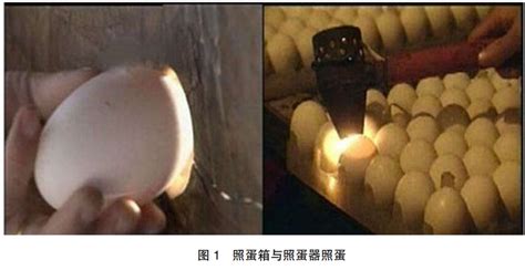 人工孵化小鵝要掌握什么技術(shù)