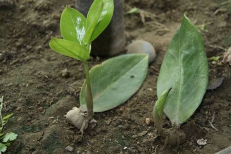 心叶蔓绿绒怎么养?多久浇水一次?施肥该是什么肥料?