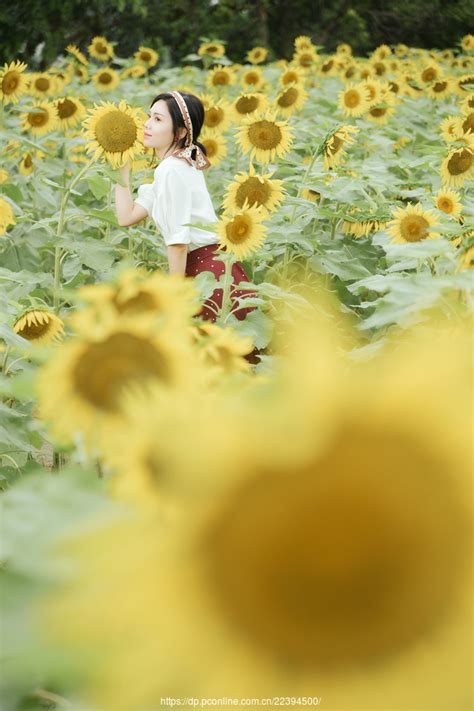 二年级观察日记：向日葵长大了【汇总4则】