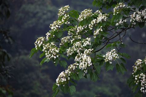 这是什么花?