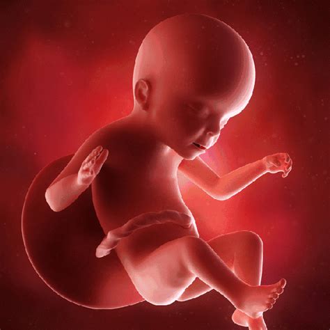 怀孕6个半月胎儿图真实