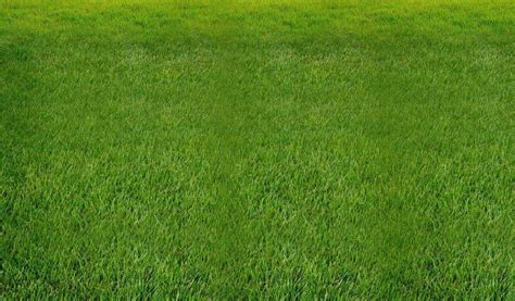 绿化草坪是什么品种绿化草坪是什么品种