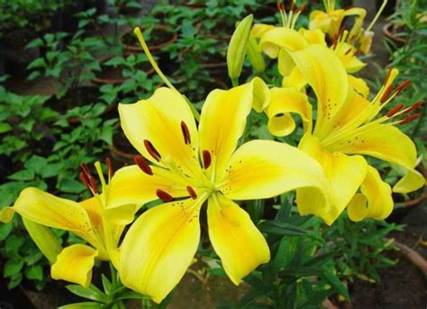 形容百合花的句子适合发朋友圈的