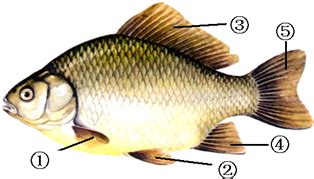 图是鲫鱼内部结构示意图.请观察并回答问题.(1)通过图可知,鲫鱼的身体呈 - -----形,躯干和尾部覆盖有